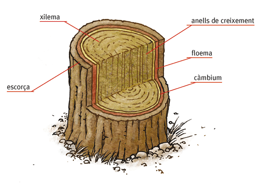 1. El funcionament de l'arbre